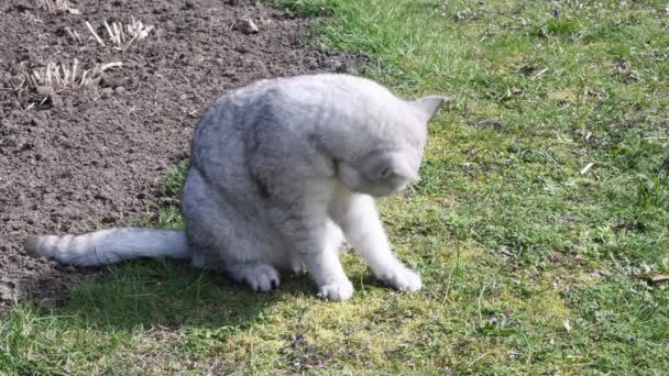 一只灰色的苏格兰小猫坐在绿色的草坪上 舔着它的毛皮外套 高质量的4K镜头 — 图库视频影像