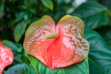 Botanik bahçesindeki tropik bitkide kırmızı yeşil anthurium çiçekleri. Çiçek arkaplan, kaliteli fotoğraf