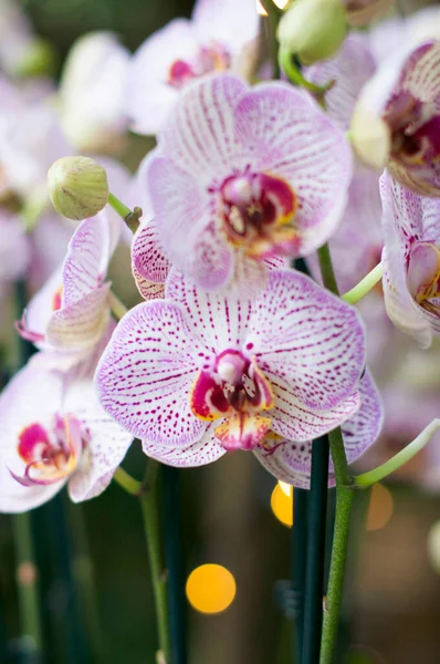Beautiful Purple Phalaenopsis Blume Orchid Flowers Garden Background High Quality — Fotografia de Stock