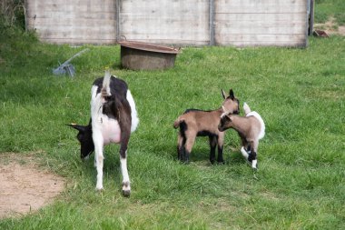 goat with a baby goat in a bright morning sun surrounded by spring greenery. Goat loves looking at his child. High quality photo