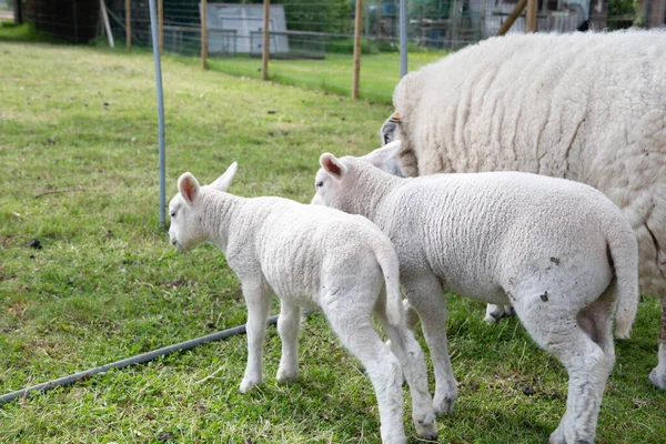 Fat White Sheep Thick White Wool Green Grass Small Lambs — Zdjęcie stockowe