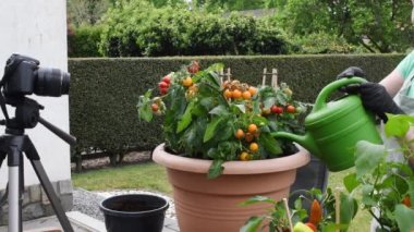 Orta yaşlı sarışın kadın, sosyal medya blogunda kırmızı begonya çiçeği tohumlarının büyük bir kaba nasıl nakledileceği ile ilgili yayınlara ev sahipliği yapıyor. Yüksek kalite 4k görüntü