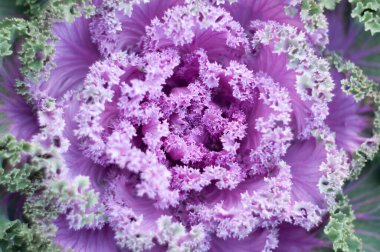 Çiçek tarhında yetişen kıvrımlı, pembe lahanaların üst görüntüsü. Yüksek kalite fotoğraf