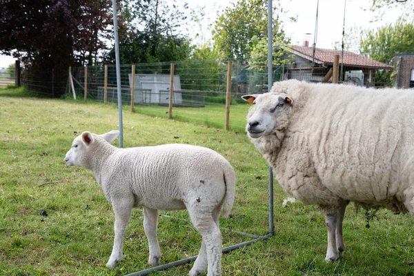 Fat White Sheep Thick White Wool Green Grass Small Lambs — Zdjęcie stockowe