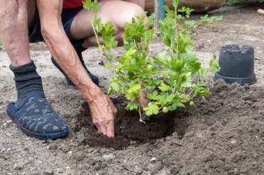 A man planted a gooseberries in his garden, spring seasonal work, gardener working without gloves ,High quality photo