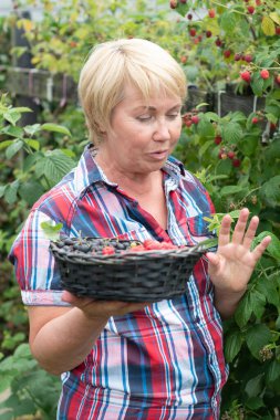 middle-aged blonde woman picks ripe raspberries in a basket, summer harvest of berries and fruits, sweet vitamins all year round. High quality photo