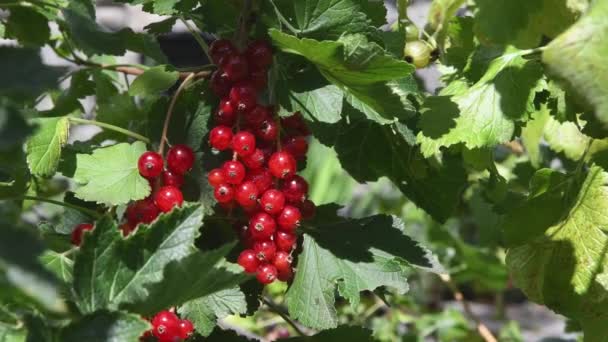 Olgun Kırmızı Frenk Üzümü Yeşil Yaprakların Arasında Güneşli Yaz Bahçesinde — Stok video