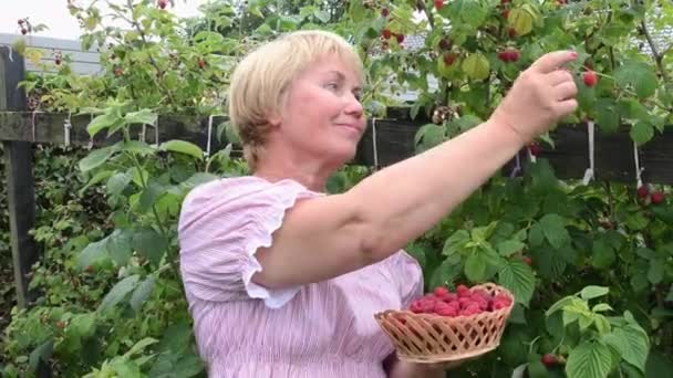 즐거움을 느끼는 중년의 여성은 바구니 천연물 비타민 수확에서 라즈베리를 먹는다 — 비디오