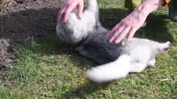 ホステスは芝生の上にある猫をストロークし 子猫と遊んで 彼女の手をかむ 高品質4K映像 — ストック動画