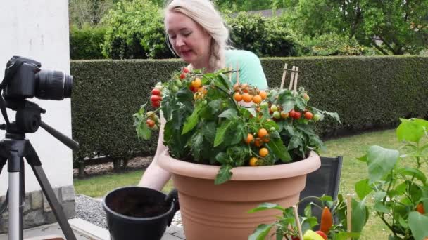 中年のブロンドの女性は 大きな鍋に赤いベゴニアの花の苗を移植する方法を園芸に関する彼女のソーシャルメディアブログの放送を主催しています 高品質4K映像 — ストック動画