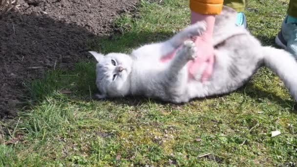 Streichelt Die Wirtin Ihre Katze Die Auf Dem Rasen Liegt — Stockvideo
