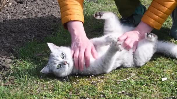 Anfitriã Acaricia Seu Gato Que Fica Gramado Morde Mão Brincando — Vídeo de Stock