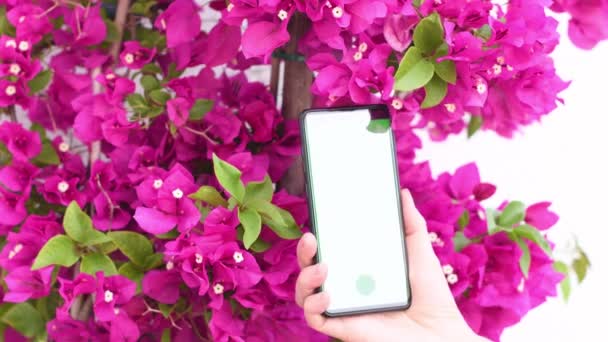 Primer Plano Teléfono Pantalla Verde Fotografiar Una Planta Flor Púrpura — Vídeos de Stock