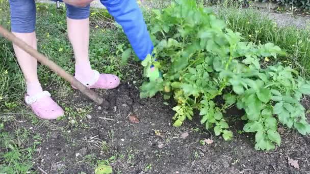 Las Mujeres Está Cavando Con Las Patatas Pala Jardín Casero — Vídeo de stock