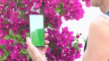 Orta yaşlı bir bahçıvan bitkileri tanımlamak için çiçekleri kullanır. Çiçek açan leylak begonviline yeşil ekranlı bir akıllı telefonu işaret ederek. Online çiçek uygulaması, yüksek kaliteli 4k görüntü.