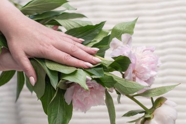 Güzel şeftali rengi manikür desenli kadın elleri, 2024 renk, pastel renkler, kaliteli bir mankenin ellerinde narin bahar şakayıkları, yüksek kaliteli bir fotoğraf.