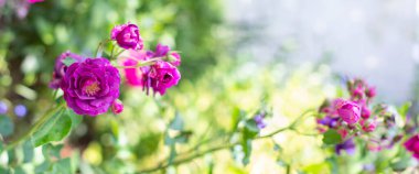 Mor menekşe rengi Floribunda Rose Burgundy Buzu çiçekleri, bulanık yeşil yapraklar, tebrik kartları fikri, doğa çiçeği arka planı, yüksek kaliteli fotoğraf