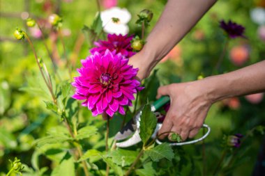 Bayan bahçıvan çiçek açan mor Thomas Edison Dahlia 'yı bir buket için çalılıktan seçiyor, yaz bahçesinde dekoratif lüks, doğal çiçekli arka plan, yüksek kaliteli fotoğrafçılık