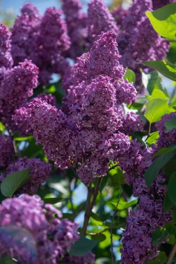 Mor leylak dalları mavi ve berrak bir arka planda, baharın başlarında açan süs çalıları, tebrik kartı konsepti, yüksek kaliteli fotoğraf