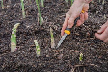 Bahçıvan, genç kuşkonmaz filizlerini kesmek için keskin bir bıçak kullanıyor. Sebze ve bitkilerin ekolojik yetiştirilmesi kavramı.