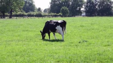 Belçika 'daki siyah beyaz Frizya ineği yeşil çimlerle otlar, yüksek verimli süt sığırları yetiştirir. Yüksek kalite 4k görüntü