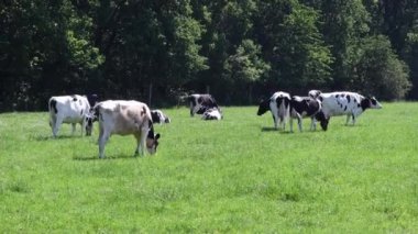 Belçika 'daki Frizya ineklerinin otladığı büyük siyah-beyaz sürüsü yeşil çimenlerle besleniyor, son derece verimli süt sığırları yetiştiriyor, yavrusu otlakta annesine yetişiyor.