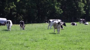 Belçika 'daki Frizya ineklerinin otladığı büyük siyah-beyaz sürüsü yeşil çimenlerle besleniyor, son derece verimli süt sığırları yetiştiriyor, yavrusu otlakta annesine yetişiyor.