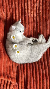 Sırtında taze papatyalarla dekore edilmiş turuncu bir yatakta dinlenen İskoç kedi yavrusu, evcil hayvan için rahat, iyi beslenmiş yaşam konsepti, yüksek kaliteli fotoğraf.