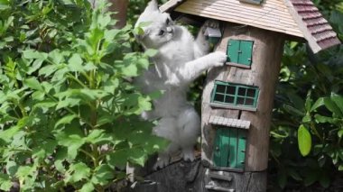 Gri İskoç kedi yavrusu bahçedeki bir çiçek tarhında Dekoratif Peri Masalı Evi 'nin yakınında oynuyor. Evcil bir hayvanın özgürlük kavramı ve tasasız hayatı, yüksek kaliteli FullHD görüntüleri.