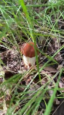 Sonbaharda çimenlerde portakal kaplamalı küçük boletus, çorba için yenilebilir mantar koleksiyonu, doğal proteinler ve vitaminli eser elementler, dikey yüksek kaliteli 4k görüntü