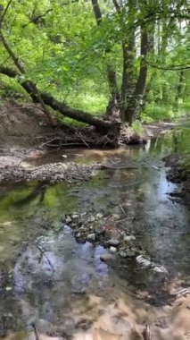 Ormandaki küçük dere, yüksek ağaçlı doğal manzara, temiz suyla bahar, 4K formatında dikey yüksek kalite çekim.