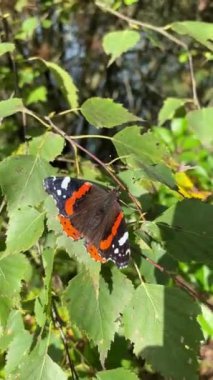 Amiral kelebek bir huş ağacının dalında oturur, kanatları turuncu-siyah desenlidir, FullHD formatında dikey yüksek kaliteli video.