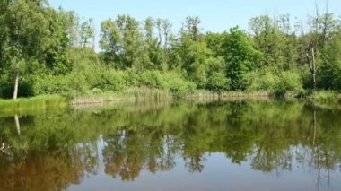 Karışık ormanın ortasında küçük bir gölet ya da bataklık, su birikintisinin kıyıları sazlıklar ve su kuşlarının yuva kurduğu diğer nemli bitkilerle kaplıdır.