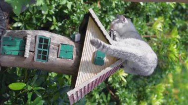 Gri İskoç kedi yavrusu bahçedeki bir çiçek tarhında Dekoratif Peri Masalı Evi 'nin yakınında oynuyor. Evcil bir hayvanın özgürlük kavramı ve tasasız hayatı, yüksek kaliteli FullHD görüntüleri.