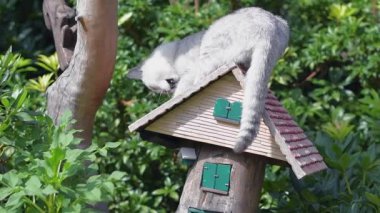 Gri İskoç kedi yavrusu bahçedeki bir çiçek tarhında Dekoratif Peri Masalı Evi 'nin yakınında oynuyor. Evcil bir hayvanın özgürlük kavramı ve tasasız hayatı, yüksek kaliteli FullHD görüntüleri.