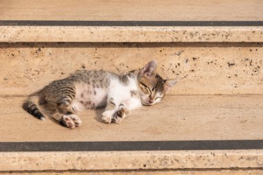 Tekir kedicik sıcak bir günde sarı mermer bir merdivenin basamaklarında uyur, kedi güneşlenir, kaliteli bir fotoğraf.
