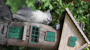 Gri İskoç kedi yavrusu bahçedeki bir çiçek tarhında Dekoratif Peri Masalı Evi 'nin yakınında oynuyor. Evcil bir hayvanın özgürlük kavramı ve tasasız hayatı, yüksek kaliteli FullHD görüntüleri.