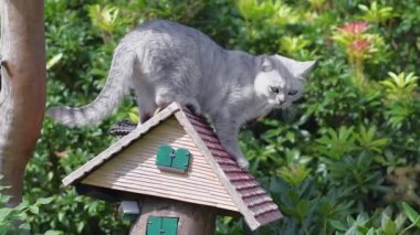Gri İskoç kedi yavrusu bahçedeki bir çiçek tarhında Dekoratif Peri Masalı Evi 'nin yakınında oynuyor. Evcil bir hayvanın özgürlük kavramı ve tasasız hayatı, yüksek kaliteli FullHD görüntüleri.