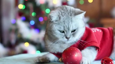 Noel Baba gibi giyinmiş, pençelerinde kırmızı Noel topuyla oynayan, Noel ağacının önündeki masada oturan, çok renkli ışıklarla parlayan, evcil hayvanlarla tatil yapan kedi.