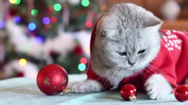 Noel Baba gibi giyinmiş, pençelerinde kırmızı Noel topuyla oynayan, Noel ağacının önündeki masada oturan, çok renkli ışıklarla parlayan, evcil hayvanlarla tatil yapan kedi.