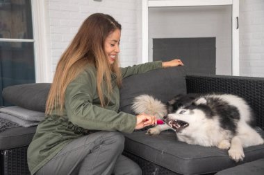 Sibirya Husky 'sinin dişlerini fırçalamaya çalışan genç ve güzel bir kadın. Köpek yaramazdır ve diş fırçasını ısırır. Sahibi evcil hayvanıyla oynar.