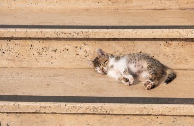 Tekir kedicik sıcak bir günde sarı mermer bir merdivenin basamaklarında uyur, kedi güneşlenir, kaliteli bir fotoğraf.