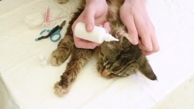 Erkek veteriner, bir Maine Rakun kedisine kulak akarına damla damlatır, safkan evcil hayvanlarda hastalık önler, kedi prosedürü beğenmez ve yukarıdan bakmak için kaçmak ister.