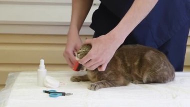 Veteriner, gönüllü yardım istasyonundaki gri kedi yavrusunu tarar, ona yardım eder, parazitleri, pireleri, keneleri temizler,