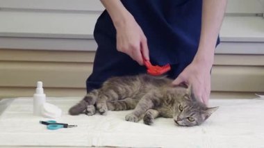 Veteriner, gönüllü yardım istasyonundaki gri kedi yavrusunu tarar, ona yardım eder, parazitleri, pireleri, keneleri temizler,