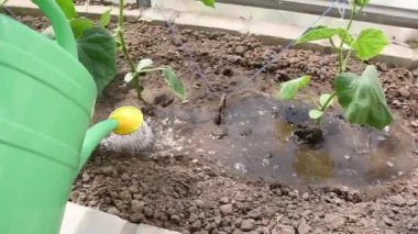 Bir bahçıvan, gıda krizi sırasında kendi bahçesinde organik sebzeler yetiştiren yeşil bir su bidonuyla besleyici topraktaki bir serada salatalık tohumları yetiştiriyor.