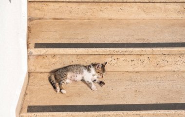 Tekir kedicik sıcak bir günde sarı mermer bir merdivenin basamaklarında uyur, kedi güneşlenir, kaliteli bir fotoğraf.