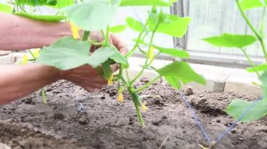 Bahçıvan polikarbonat serasında yeşil salatalık ve turşu hasat ediyor, organik ekolojik sebzeleri kimyasallar olmadan yetiştiriyor, çiğ gıda diyeti kavramı