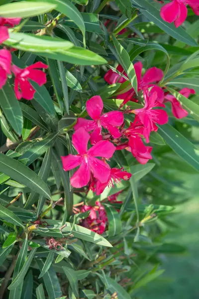 stock image dark pink flowers Nerium oleander, poisonous ornamental shrub containing oleandrin, cornerin, cardiac glycosides, in case of poisoning there is a disturbance in heart rhythm, natural floral background