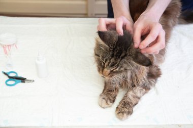 A young male veterinarian examines a Maine Coon cat, feels the lymph nodes behind the ears with his hands,Prevention of diseases in purebred pets, High quality photo clipart